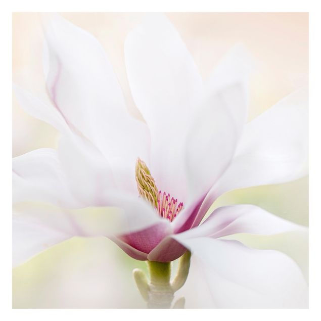 Fototapete - Zarte Magnolienblüte