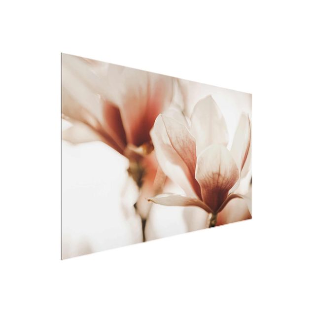 Wandbilder Blumen Zarte Magnolienblüten im Lichtspiel