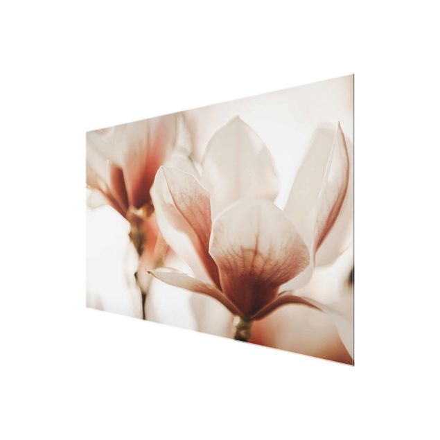 Monika Strigel Bilder Zarte Magnolienblüten im Lichtspiel