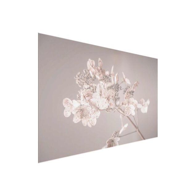 Wandbilder Blumen Zarte weiße Hortensie