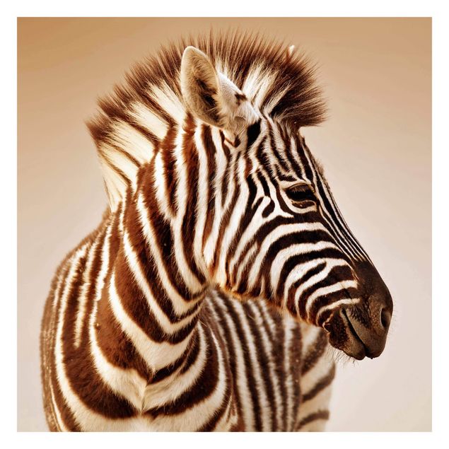 Fototapete kaufen Zebra Baby Portrait