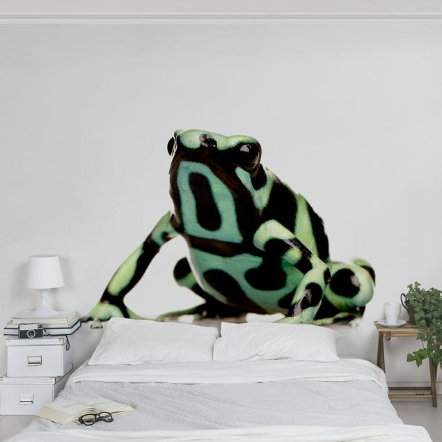 moderne Fototapete Zebra Frog