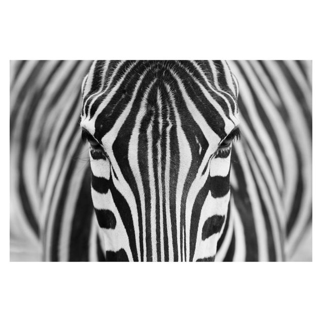 Schwarz-Weiß Tapete Zebra Look