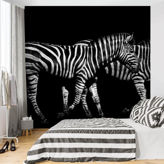Tapete Zebra Zebra vor Schwarz