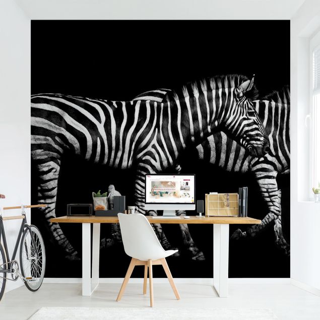 moderne Fototapete Zebra vor Schwarz