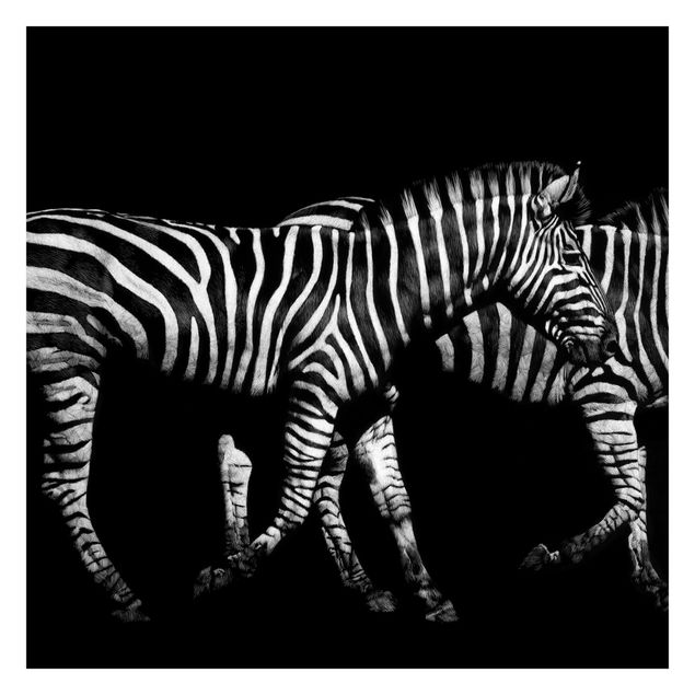 Foto Tapete Zebra vor Schwarz