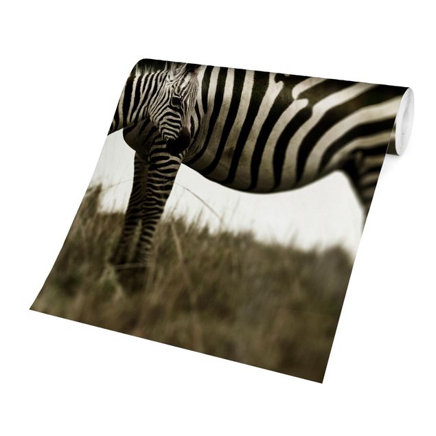 Tier Tapeten Zebrapaar