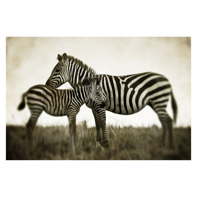 Fototapete kaufen Zebrapaar