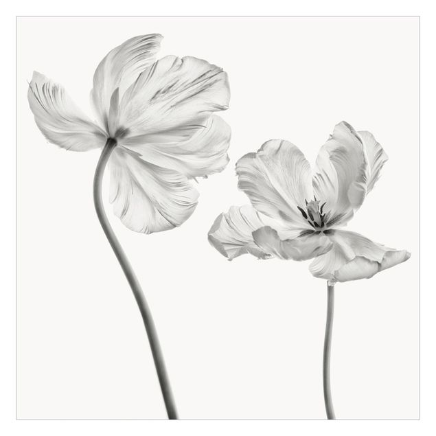 Fototapete - Zwei zarte weiße Tulpen