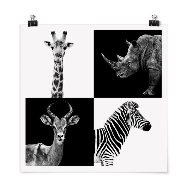 Wandbilder Zebras Safari Quartett