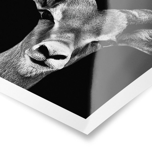 Bilder Impala Antilope schwarz-weiß