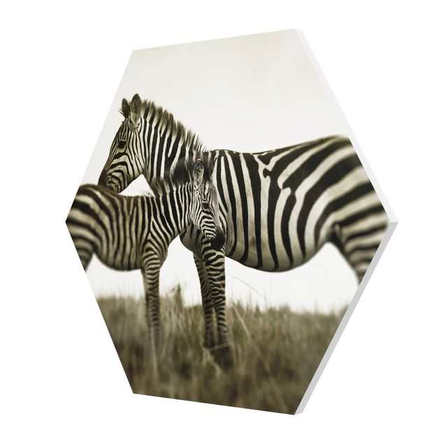 Forex Bilder Zebrapaar