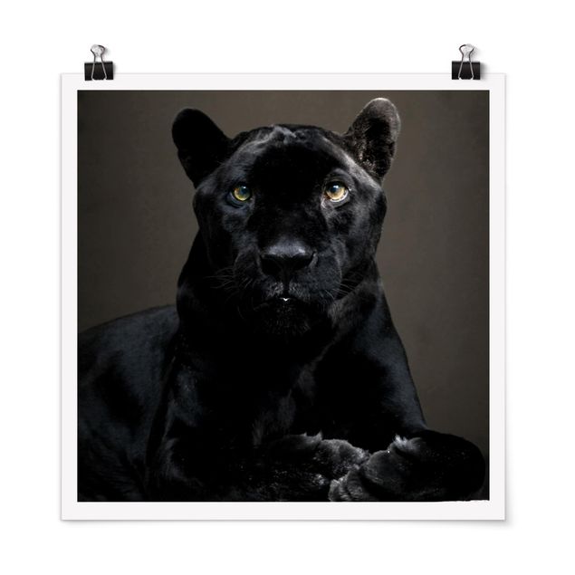 Poster Tiere Black Puma
