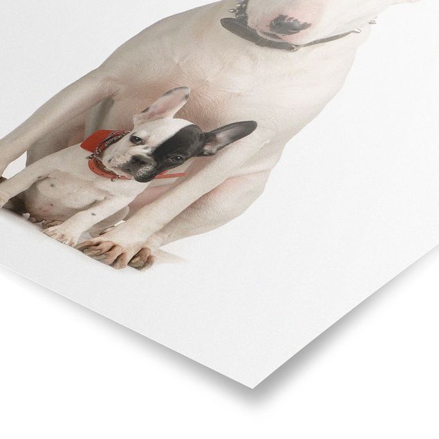 Wandbilder Modern Bull Terrier and friend