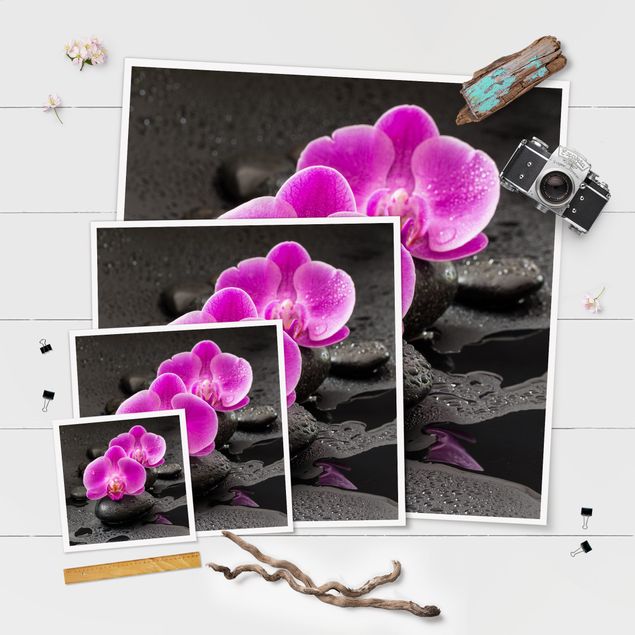 Poster kaufen Pinke Orchideenblüten auf Steinen mit Tropfen