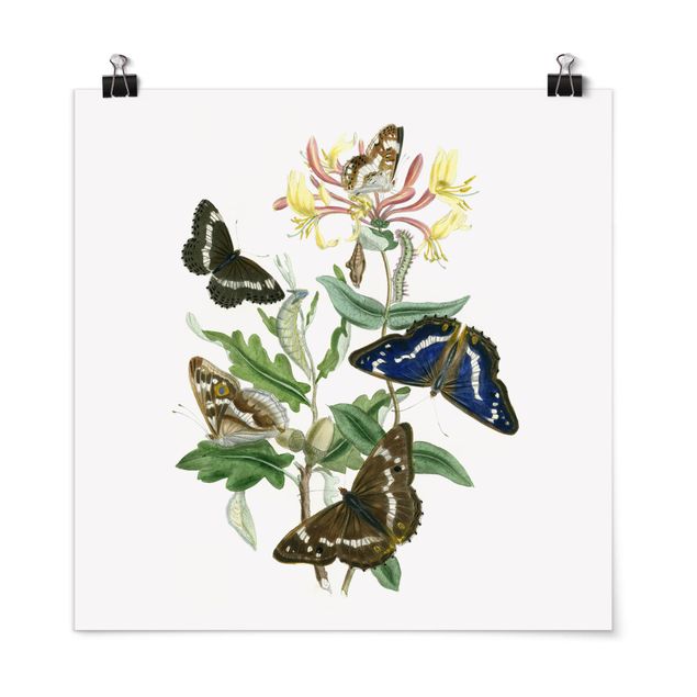 Blumen Poster Britische Schmetterlinge IV
