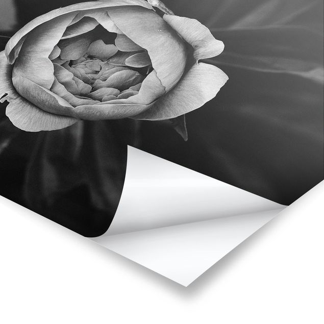 Poster bestellen Pfingstrosenblüte vor Blättern Schwarz Weiß