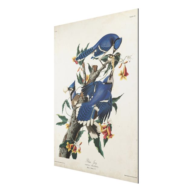 Wandbilder Blumen Vintage Lehrtafel Blauer Häher