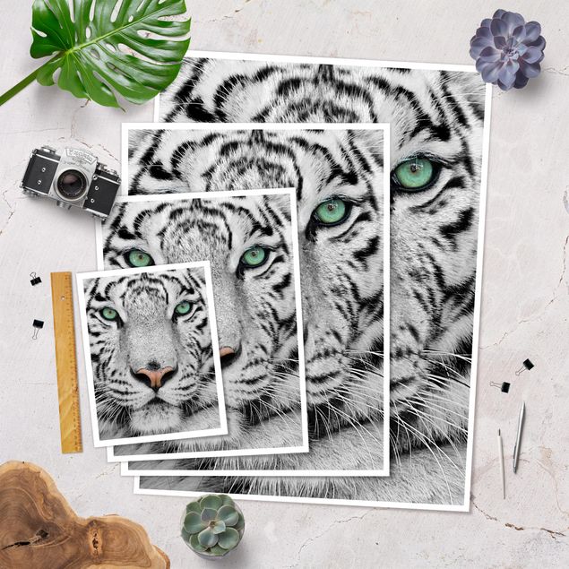 Poster Weißer Tiger