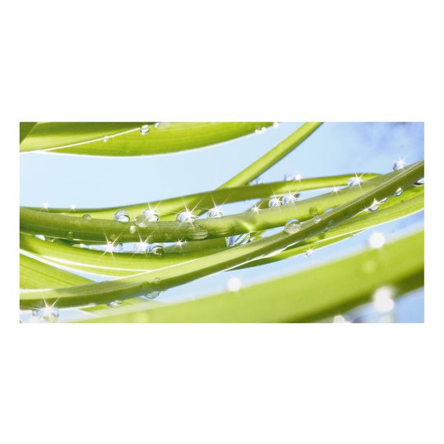 Spritzschutz Glas - Fresh Green - Querformat - 2:1