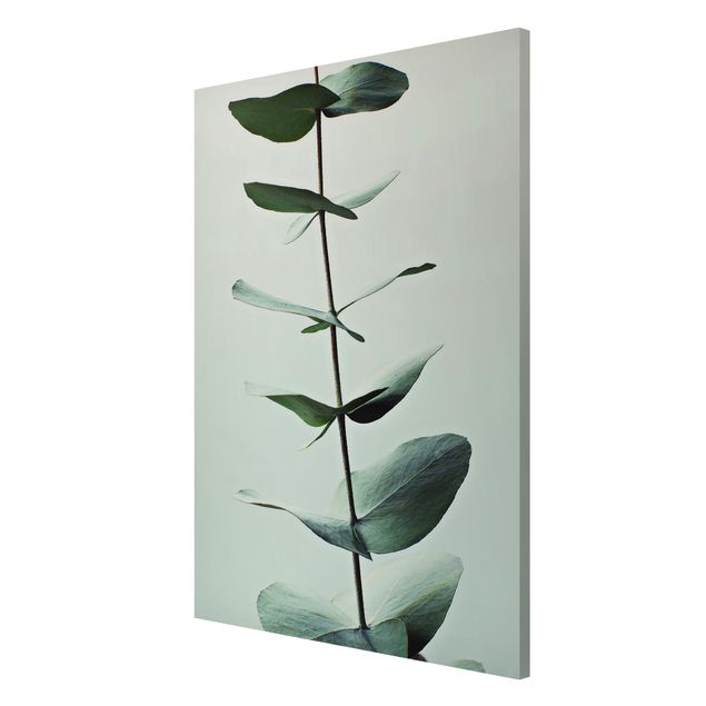 Wandbilder Floral Symmetrischer Eukalyptuszweig