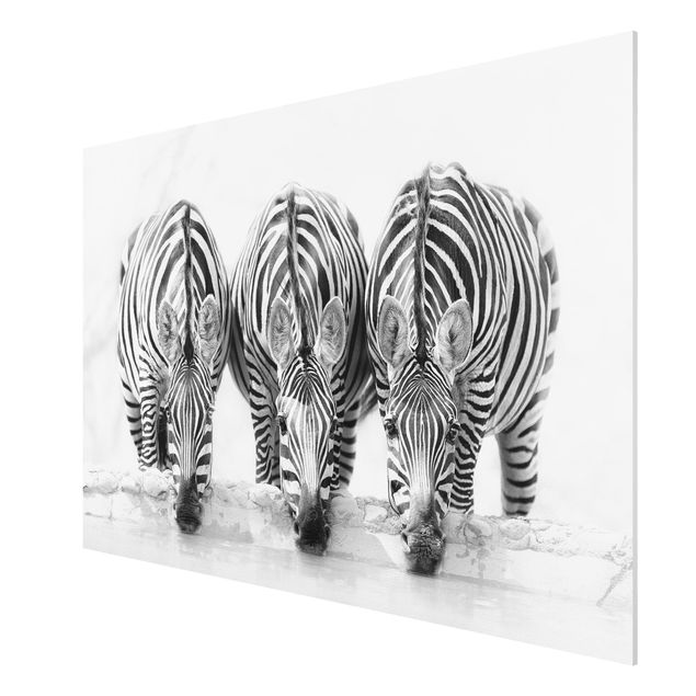 Wandbilder Modern Zebra Trio schwarz-weiß