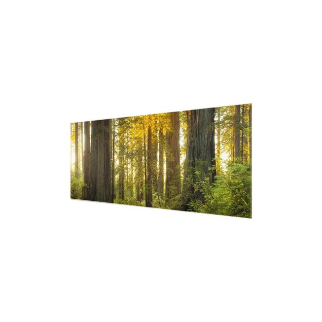 Wandbilder Modern Redwood National Park