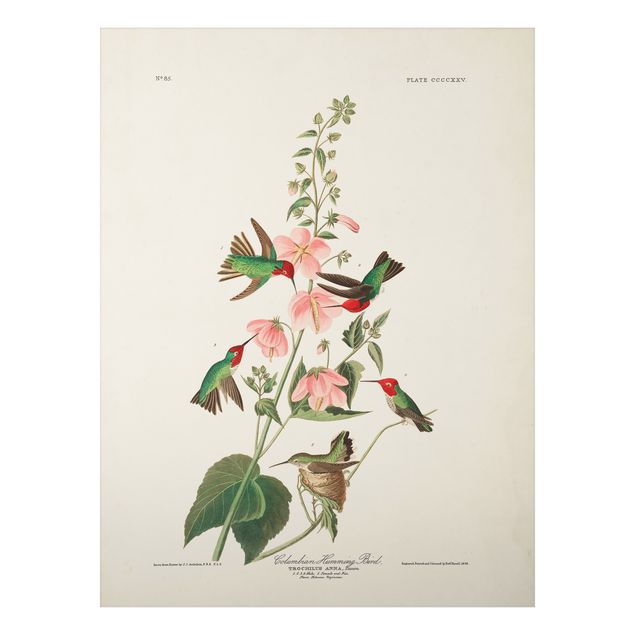 Wandbilder Floral Vintage Lehrtafel Kolumbianische Kolibris