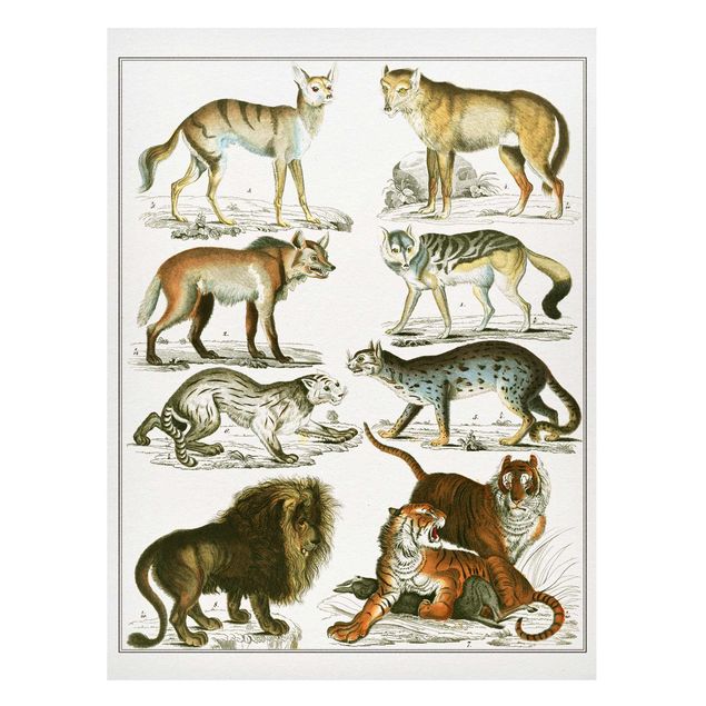 Wandbilder Löwen Vintage Lehrtafel Löwe, Tiger und Schakal