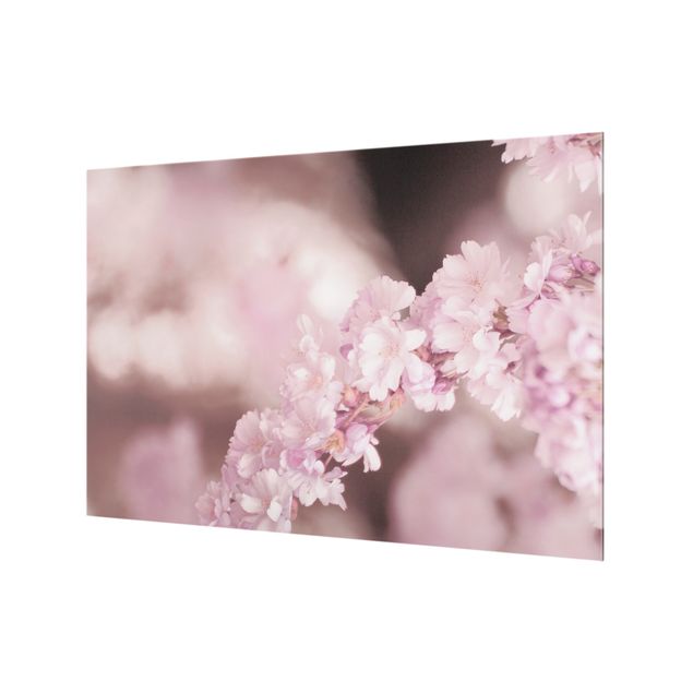 Spritzschutz Glas - Kirschblüte im Violetten Licht - Querformat 3:2