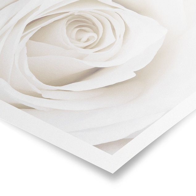 Bilder Pretty White Rose