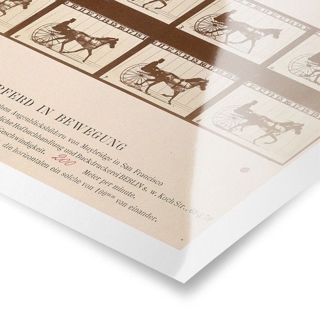 Tiere Poster Eadweard Muybridge - Das Pferd in Bewegung
