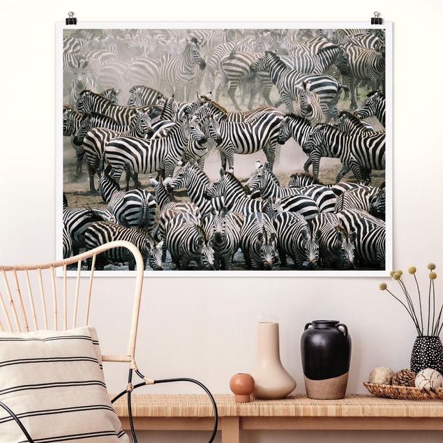 Wandbilder Zebras Zebraherde