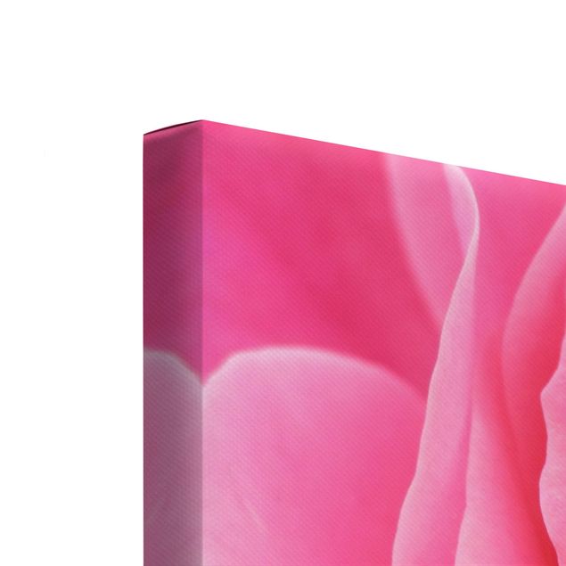 Leinwandbilder kaufen Lustful Pink Rose
