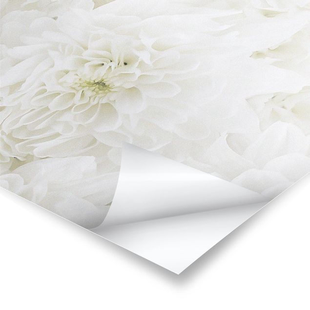 Poster - Dahlien Blumenmeer weiß - Hochformat 3:4