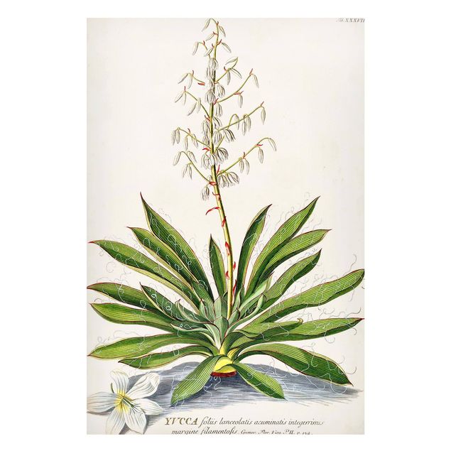 Wandbilder Landschaften Vintage Botanik Illustration Yucca