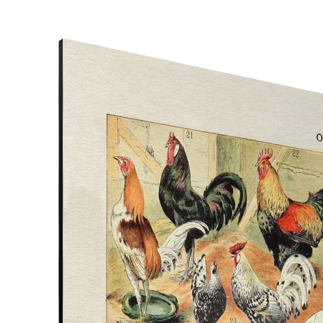 Wandbilder Bunt Vintage Lehrtafel Europäische Vögel