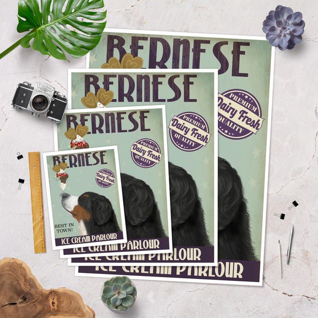 Poster bestellen Berner Sennenhund mit Eis