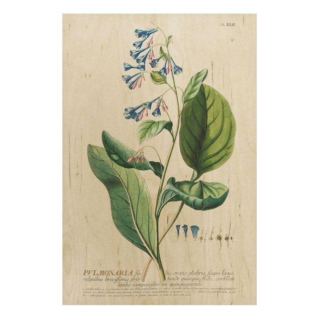 Holzbild Blumen Vintage Botanik Illustration Lungenkraut