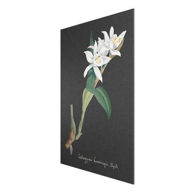 Wandbilder Floral Weiße Orchidee auf Leinen II
