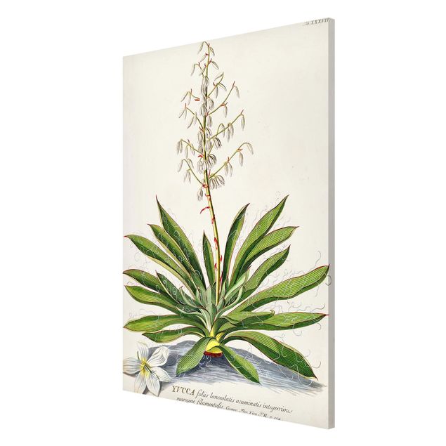 Magnettafeln Blumen Vintage Botanik Illustration Yucca
