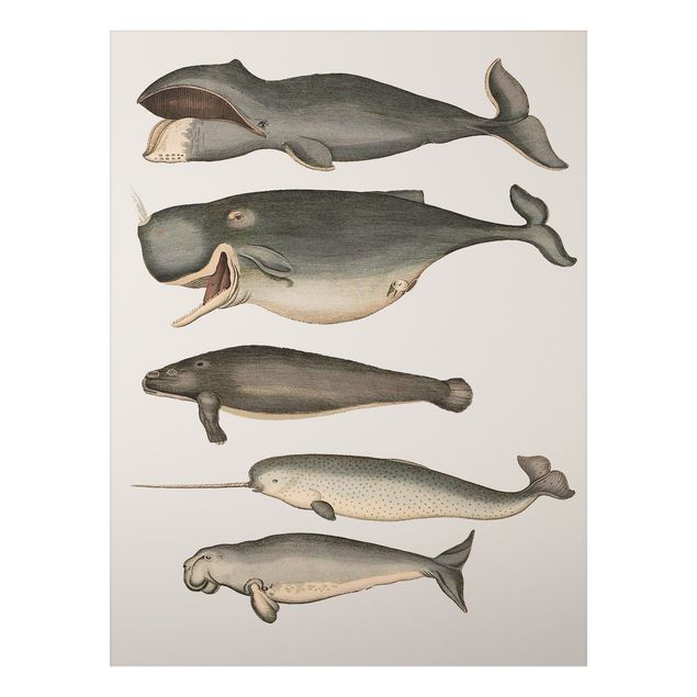 Wandbilder Fische Fünf Vintage Wale