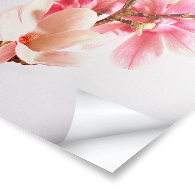 Poster bestellen Magnolienblüten