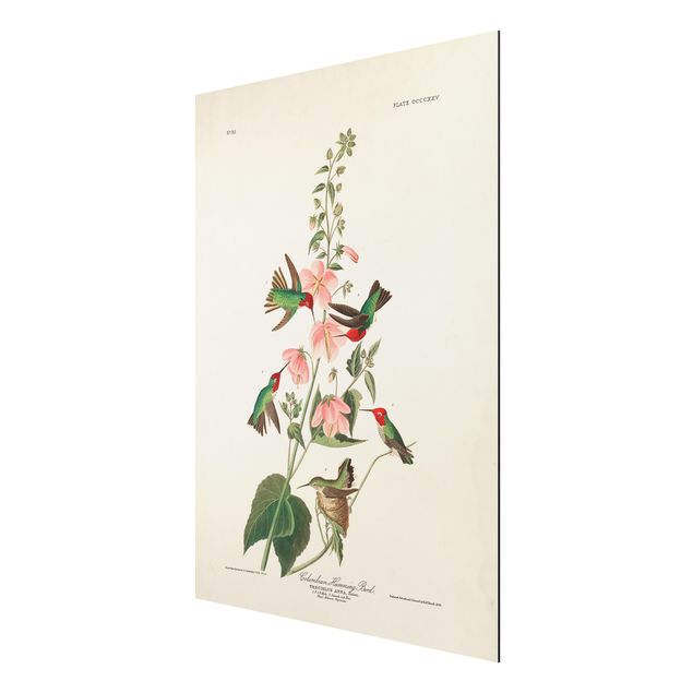 Wandbilder Blumen Vintage Lehrtafel Kolumbianische Kolibris