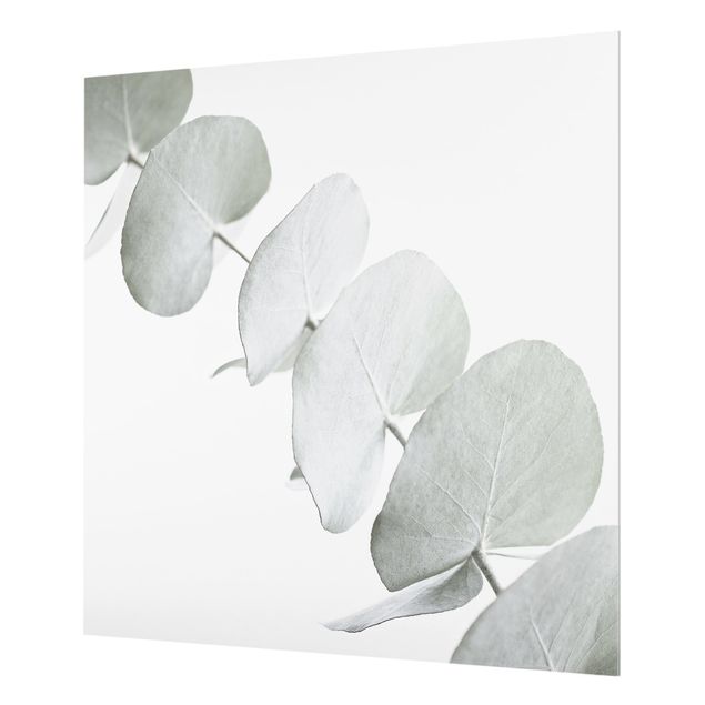 Spritzschutz Glas - Eukalyptuszweig im Weißen Licht - Quadrat 1:1