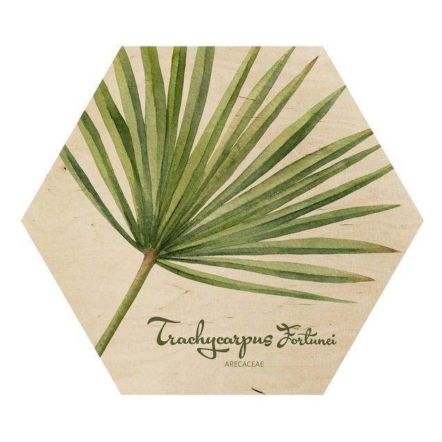 Holzbilder Aquarell Botanik Trachycarpus fortunei