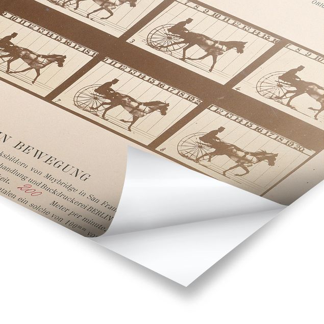 Bilder Eadweard Muybridge - Das Pferd in Bewegung