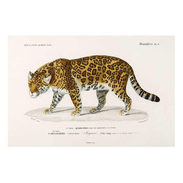 Wandbilder Katzen Vintage Lehrtafel Jaguar