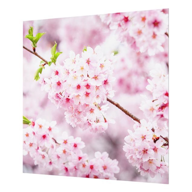 Spritzschutz Glas - Japanische Kirschblüten - Quadrat 1:1