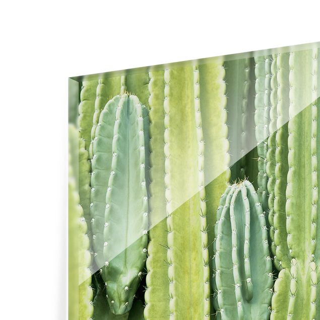 Spritzschutz Glas - Kaktus Wand - Querformat - 2:1